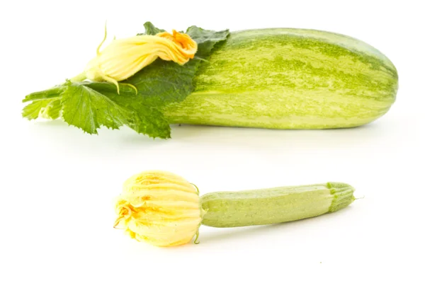 Zucchini flower — Stock Photo, Image