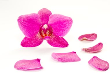 Phalaenopsis çiçek