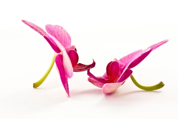 Phalaenopsis λουλούδια — Φωτογραφία Αρχείου