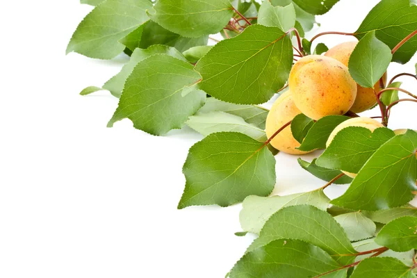 Branch with apricots — Stock Photo, Image