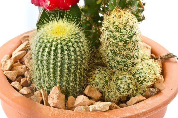 Collectie van cactus — Stockfoto