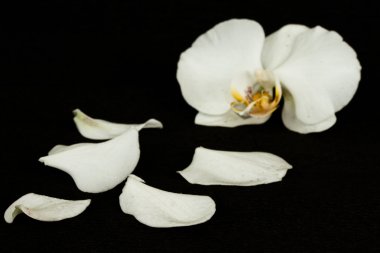 White orchid clipart