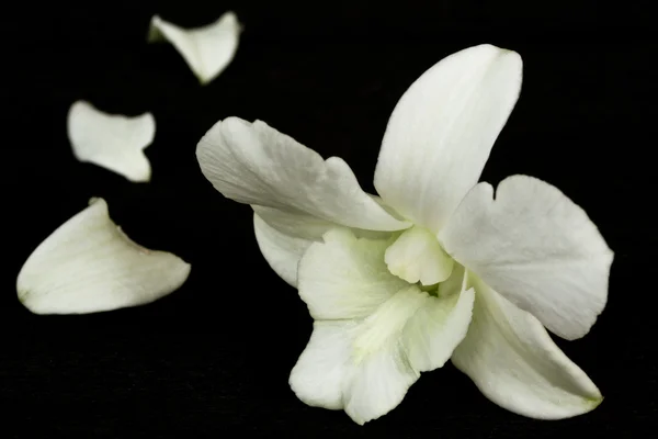 Orquídea blanca —  Fotos de Stock