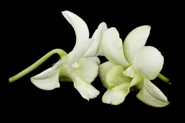 Storczyk white — Zdjęcie stockowe