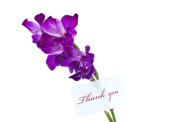 "Thank you" — стоковое фото