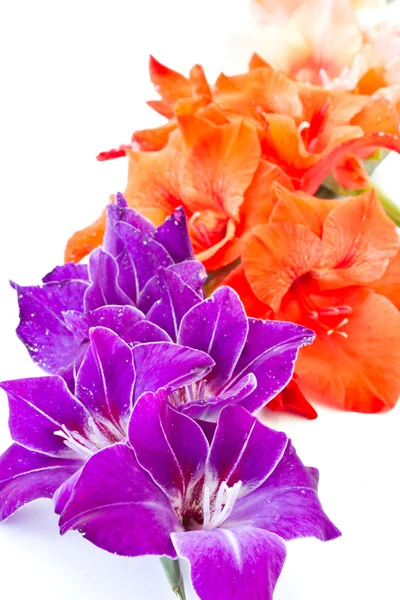 Gladiolus — Stock Photo, Image