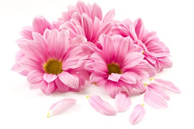 Pink flower clipart