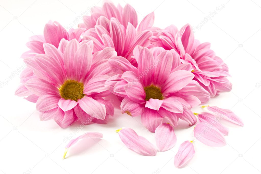 Pink flower jpg | Pink flower — Stock Photo © Rawlik #6354967