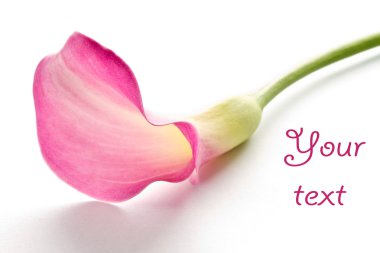 Beautiful pink calla clipart