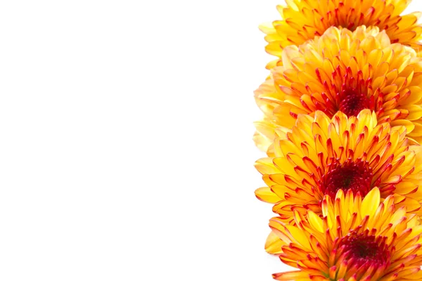 オレンジ色の菊 — ストック写真