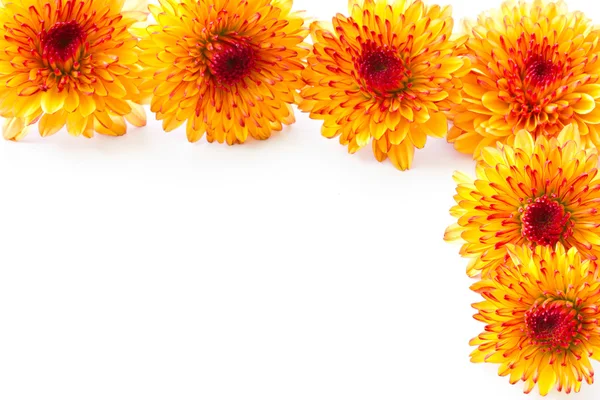Oranje chrysant — Stockfoto
