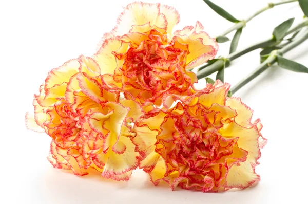 Carnation flowers — Stock Photo, Image