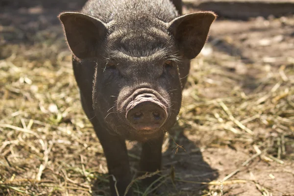Vietnamese pig — Stock Photo, Image
