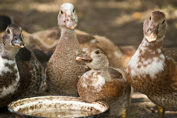 Domestic ducks — Stock Photo, Image
