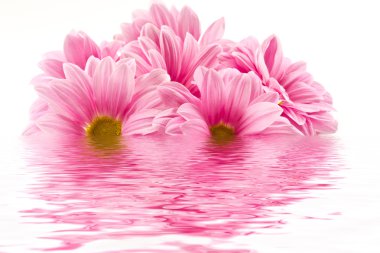 Chrysanthemums in the reflection clipart