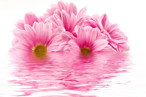 Chrysanthemums in the reflection — Stock Photo, Image