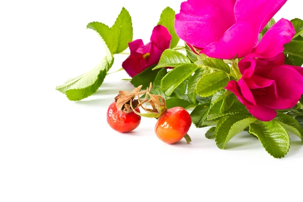 Gyümölcsök és virágok csípő — Stock Fotó