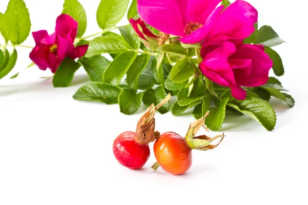 Gyümölcsök és virágok csípő — Stock Fotó