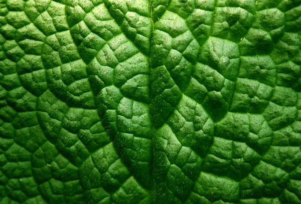 Foglia verde sfondo texture — Foto Stock