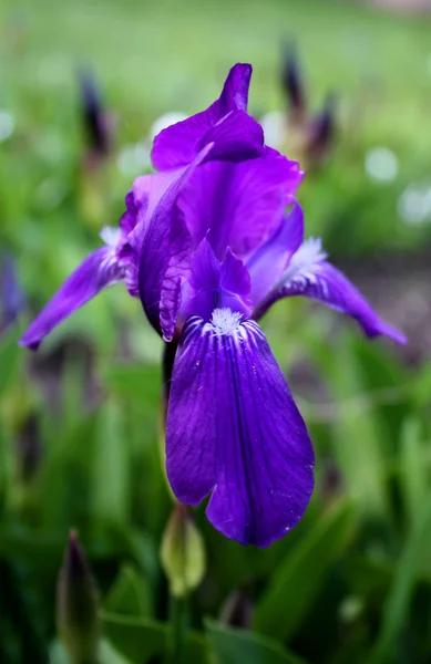 Fleur d'iris violet barbu gros plan — Photo