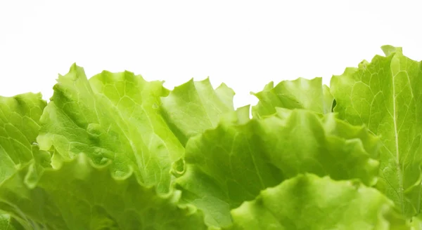 Салат листья на белом фоне — стоковое фото