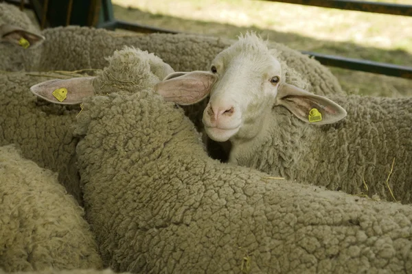 stock image Sheeps at livestock exhibition