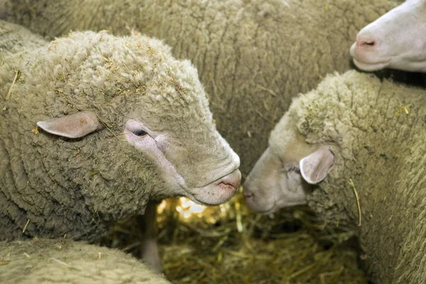 Koyunları hayvancılık fuarında — Stok fotoğraf