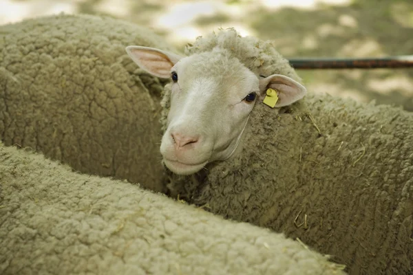 Schafe bei Viehausstellung — Stockfoto