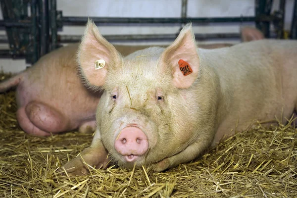 가축 전시회에서 돼지 — 스톡 사진