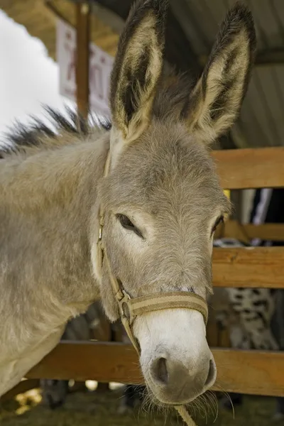 Donkey at livestock exhibition — Stock Photo, Image