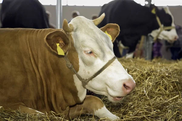 วัวในงานแสดงสินค้าปศุสัตว์ — ภาพถ่ายสต็อก