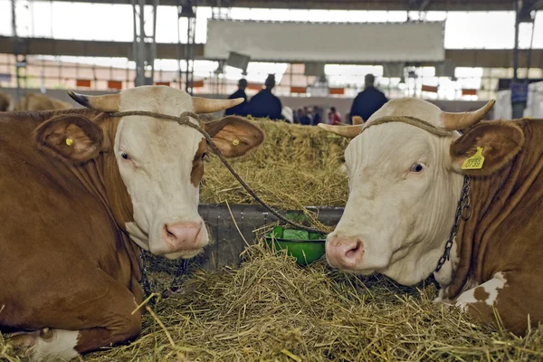 Krávy na výstavě hospodářských zvířat — Stock fotografie