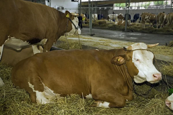 Mucche alla fiera del bestiame — Foto Stock