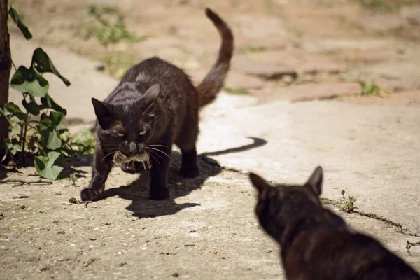 แมวและหนูสองตัว — ภาพถ่ายสต็อก