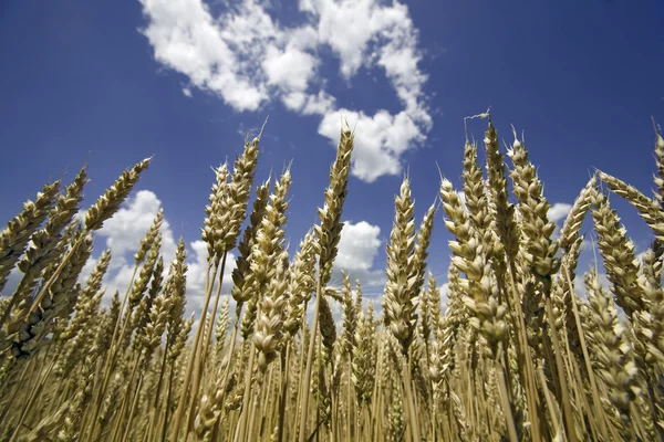 Пшениця для збору врожаю — стокове фото