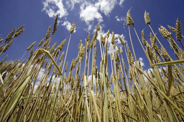 Пшениця для збору врожаю — стокове фото