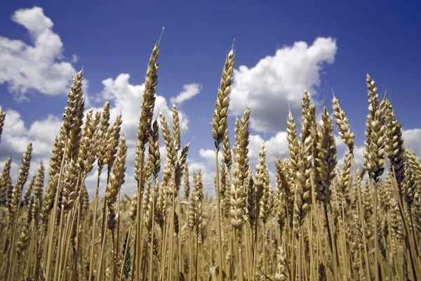 小麦收割 — 图库照片