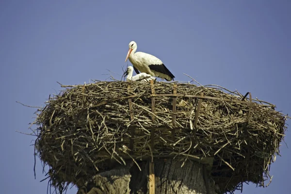 Storks at roof of church-detail — Stock Photo, Image
