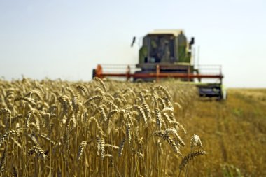 Wheat harvesting clipart