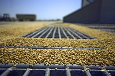 Wheat grains on the silo grid clipart