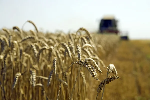 Wheat harvesting — Stock Photo, Image