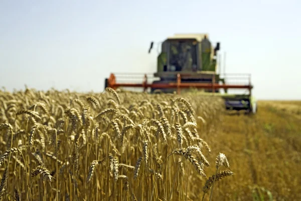 Colheita de trigo — Fotografia de Stock