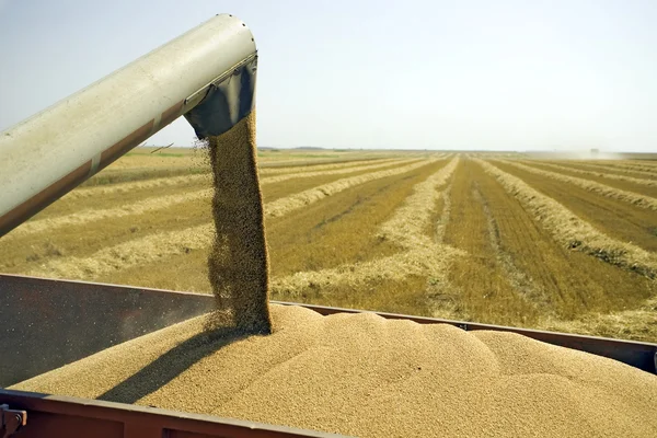 小麦籽粒 — 图库照片
