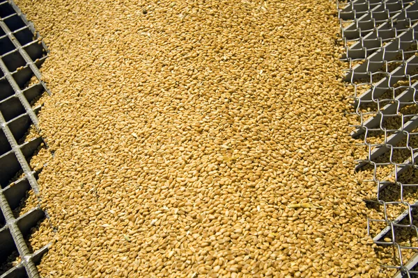 Wheat grains on the silo grid — Stock Photo, Image