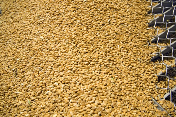 Granos de trigo en la rejilla del silo — Foto de Stock