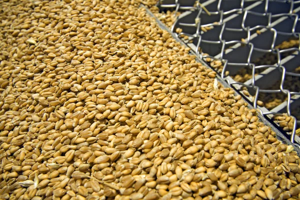 Buğday tahıl silosu çizgilerini — Stok fotoğraf