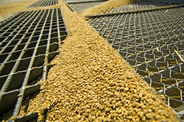 Pšeničná zrna na mřížce sila — Stock fotografie