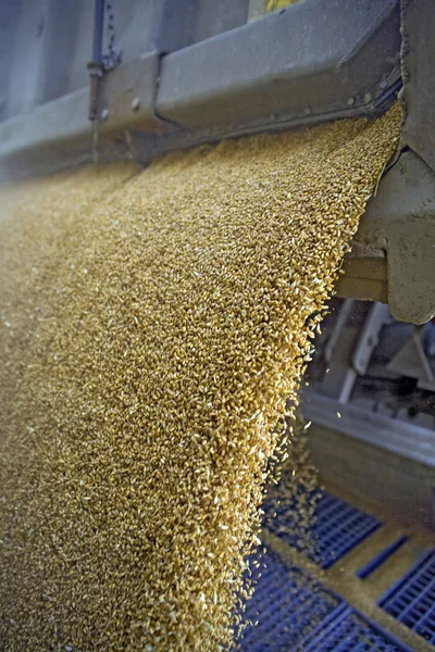 Ukládání zrna pšenice — Stock fotografie