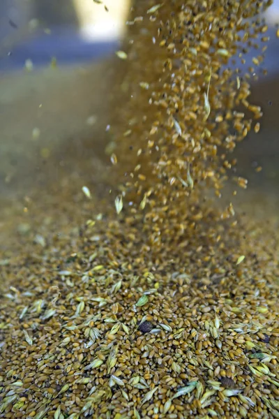 Потік зерна пшениці — стокове фото