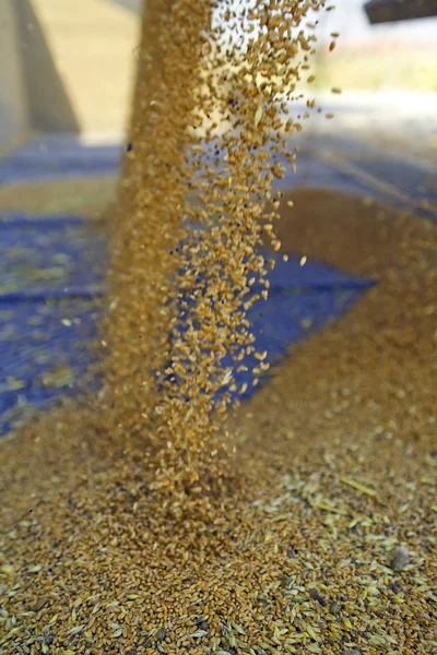 Dumping of wheat grains — Stock Photo, Image